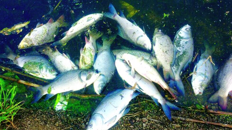 More than 5 varieties of fish killed in lake.