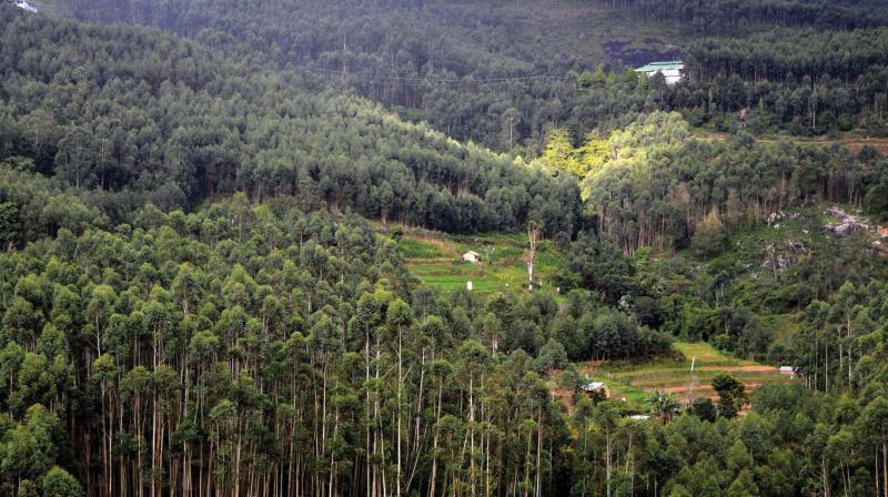 Kottakambur area in Idukki, where Joyce George MP and family have allegedly encroached.