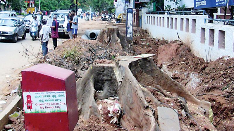 Over the last two years, at least a 1,000 trees have been felled due to the construction of drains.