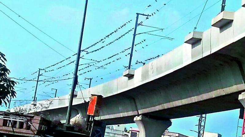 Pigeons have made the Metro Rail electric lines at Eraggada, their resting spot. (Photo: DC)