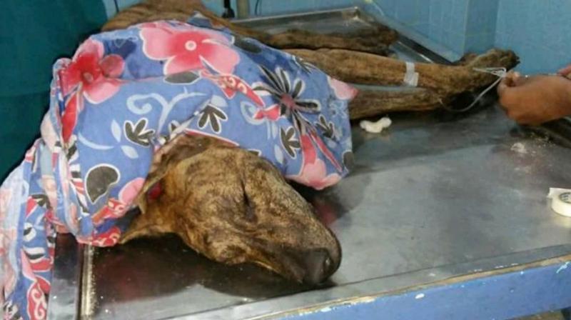 One of the poisoned dogs which was brought to the Blue Cross clinic died a day  later. Doctors confirmed that the dog was poisoned.
