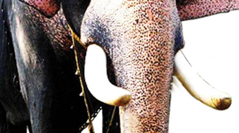 Devaswom Officials said that as the ivory was not from any of the GDs elephants, the Forest Department would conduct the inquiry.