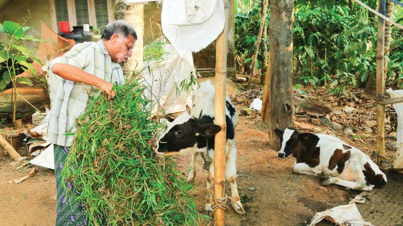C. K. Saseendran, MLA, engaged in feeding cows.