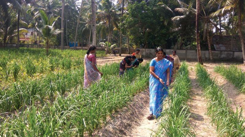 Women farmers at Ragi plantation at ward number 12 of Pathiyoor panchayat. (Photo: DC)