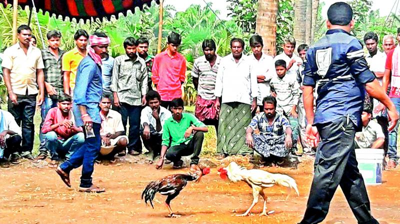 Cockfight is being organised near Eluru in West Godavari on Sunday.  (Photo: DC)