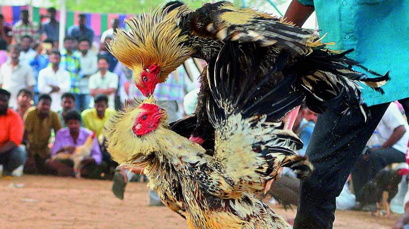 A cockfight event at Pedapulipaka village near Vijayawada on Sunday. (Photo: C. Narayana Rao)