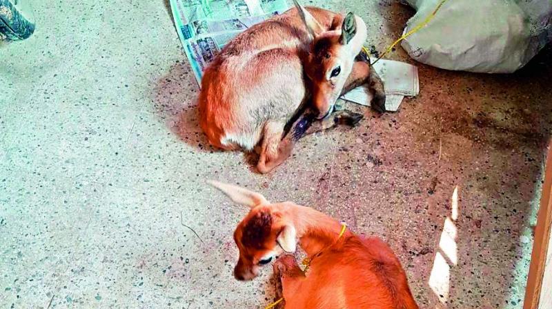 Police seized deer from a poacher in Navipet in Nizamabad district recently.  (Photo: DC)