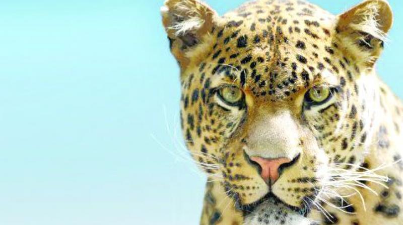 350 leopards have died in the state since 2013 according to data.