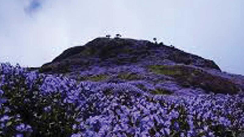 The Eravikulam National Park, which hosts the Kurinji, is woefully short of funds to tackle the imminent spurt in tourists.