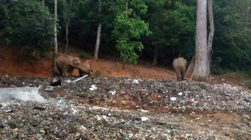 Elephant seen feeding on the plastic waste at Sabarimala.
