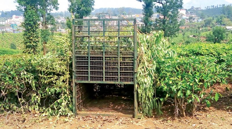 The cage installed by  forest  department at Nadumallai estate to trap the killer leopard. (Photo: DC)