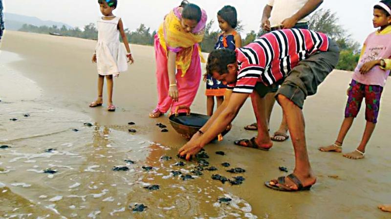 Baby turtles being released into the sea off Honnavar coast.
