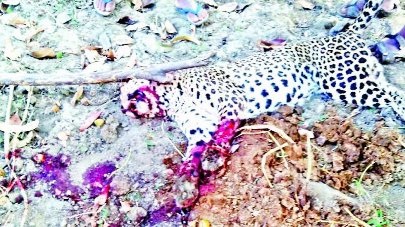 Dead leopard at Maharajakadai.