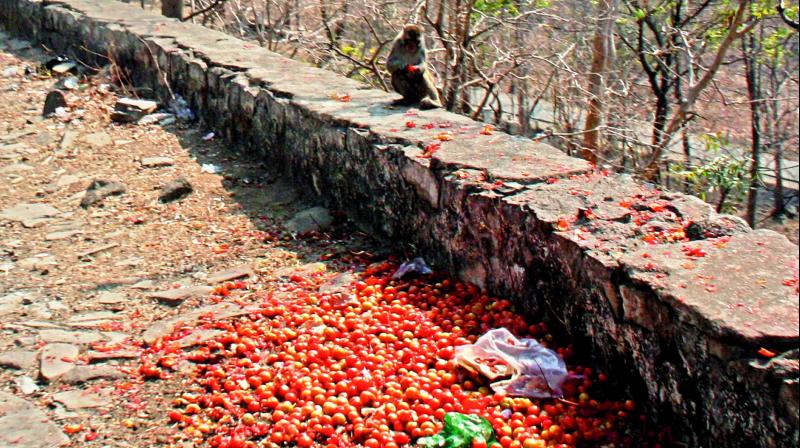 A monkey feeds on tomato crop left by farmers.