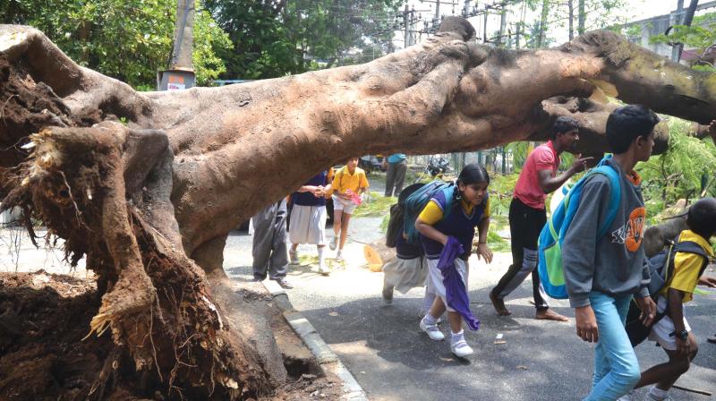 A tree got uprooted and blocked a road at Hombegowda Nagar after heavy rains on Friday evening. (Photo: DC)