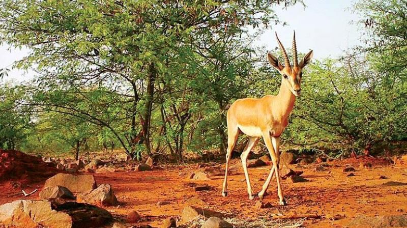 It was camera trappings  by scientist Sanjay Gubbi that first showed the presence of the Chinkaras  in the Tumakuru forests in March/April 2015. Although Mr Gubbi was using the cameras to understand leopard densities in the region, they threw up a surprise in the Chinkaras, and Blackbucks in Bukkapatna and adjoining areas of the district.