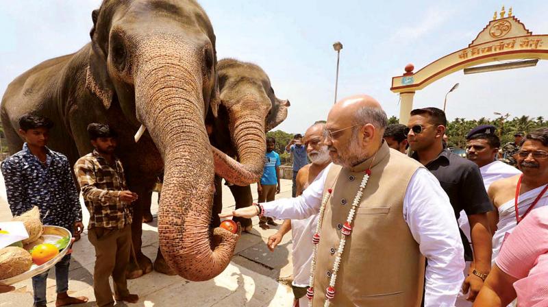 BJP President Amit Shah feeding the elephant at Sringeri Math on Tuesday. (Photo: KPN )