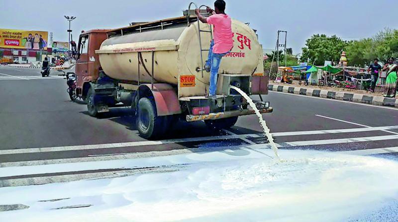 Farmers spill milk on a road during their protest, in Pune on Friday. (Photo: PTI)