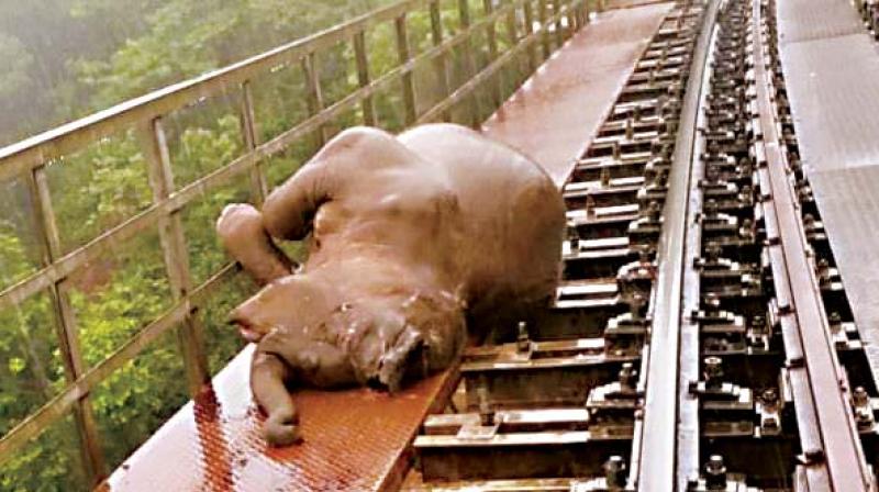 The goods train was heading towards Bengaluru from Kukke  when it hit the jumbos.