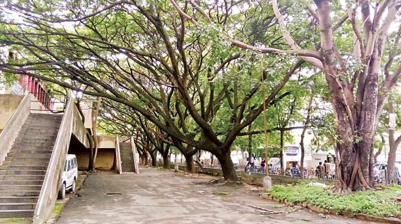 Residents of Indiranagar 1st block are protesting aginst the chopping of trees at the BDA Complex in Indiranagar  ( Image: DC )