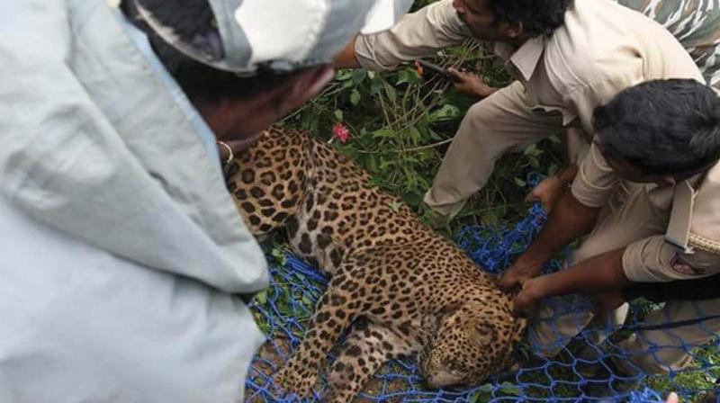 The animal was darted by veterinarians and was later kept under observation to detect injuries.