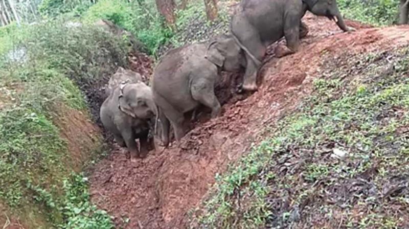 This elephant proof trench on forest boundaries is not serving any purpose     (Image: DC)