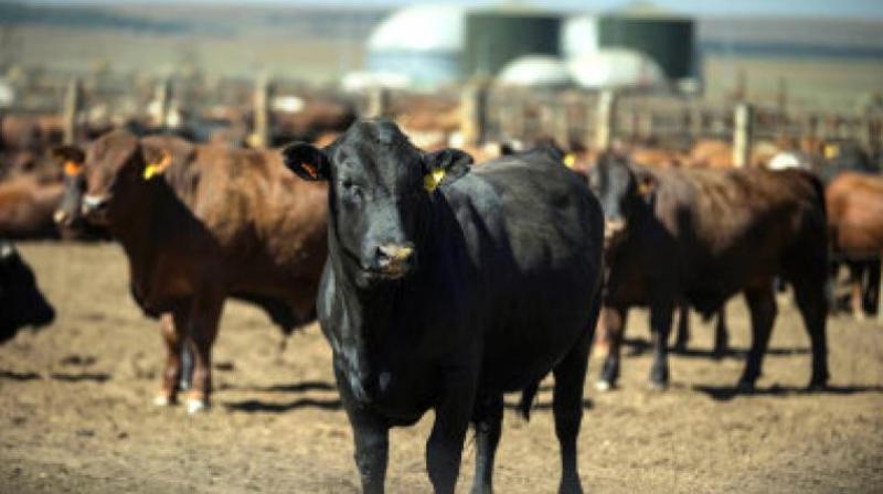 Police agreed that the number of cattle theft has increased in recent days and added that they are taking strict action against cattle thieves.    (Representational Image)
