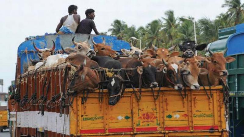 A file photo of cattle being transported near Mangaluru
