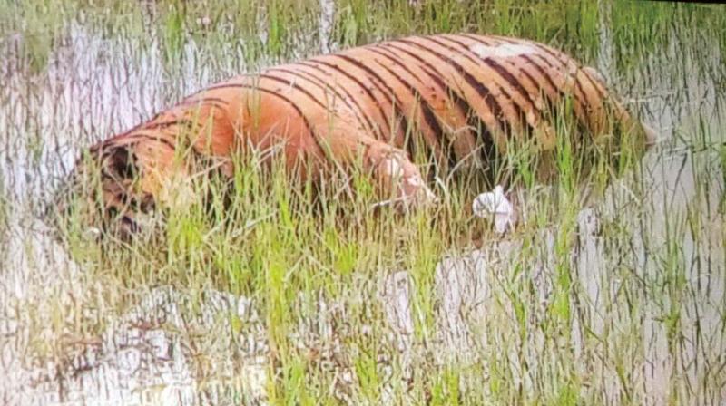 The carcass of a tigress in the Kabini backwaters in Mysuru on Wednesday