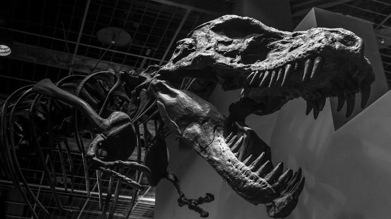 Researchers used CT scans to peer inside the skull of the dinosaur Massospondylus. (Photo: Pixabay)