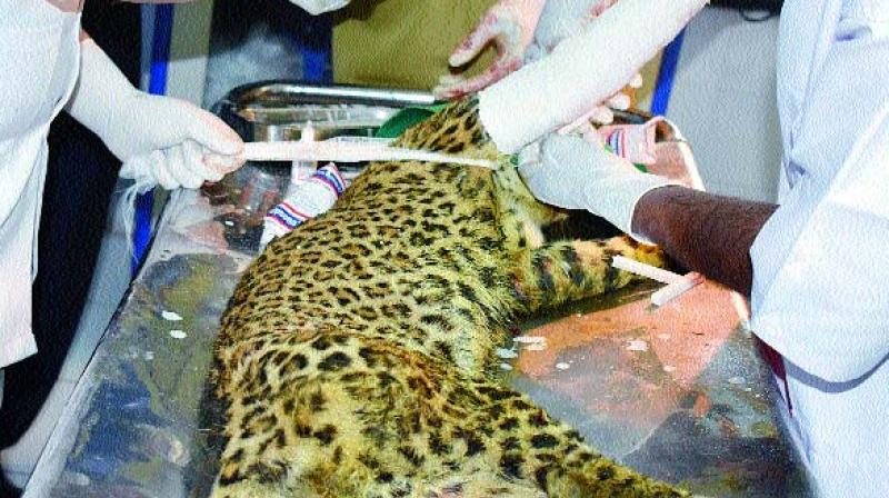 Leopard rescued from Bansuwada village being treated at Nehru zoo hospital