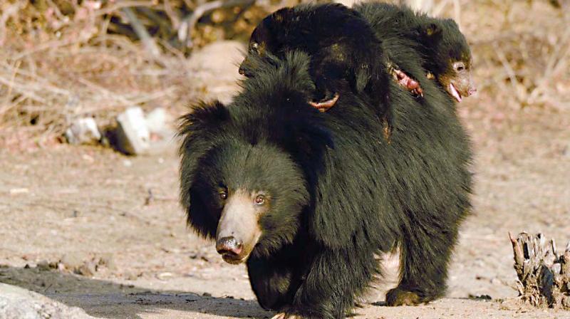 The only sloth bear sanctuary in Asia, Daroji is spread over 82.5 sq km in Bilikallu Reserve Forest East and the Bhukkasagar Reserve Forests, home to over a 100 bears.