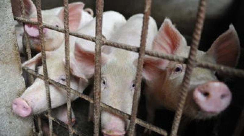 Another case was confirmed in a district of the city of Jixi in the northeastern province of Heilongjiang where 24 pigs died on a farm of 84 pigs. (Photo: AP)