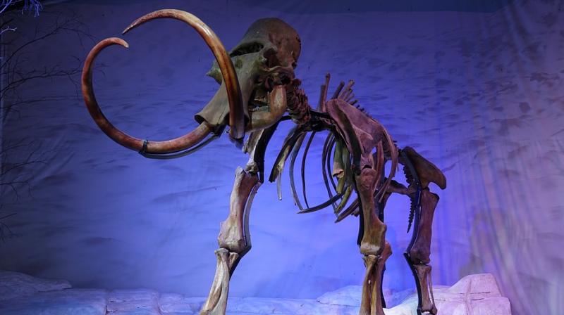 Fossil hunter refuses to reveal where he discovered ancient mammoth skeleton. (Photo: Pixabay)