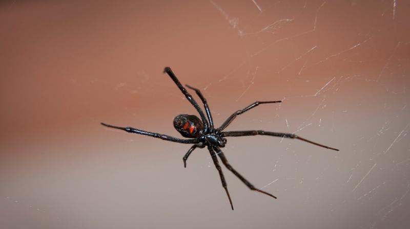 Experts believed the false widow spider was to blame after daily blood test when a phlebotomist noticed two puncture marks on Andys ankle. (Photo: Pixabay)