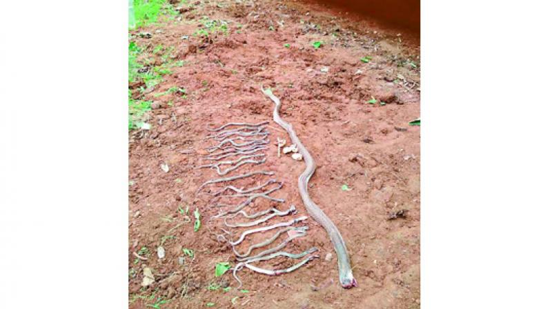 The adult and the 22 baby cobras killed.