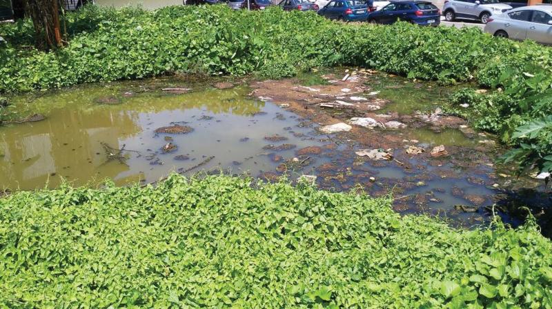 Stagnant waterbody in Technopark campus