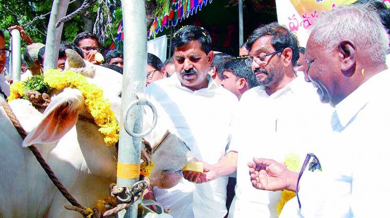Ministers Ch. Adinarayana Reddy and S. Chandramohan Reddy feed a cow as part of Pasu Sanjeevini programme at Dharanikota village in Guntur district on Thursday (Photo: DC)