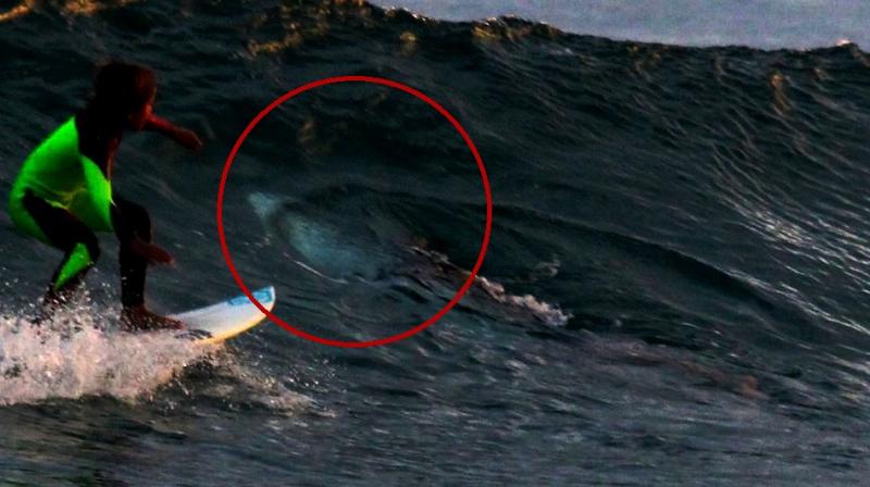 From the angle, it looks like the shark was spooked and is rolling away from the board to escape it (Photo: Facebook)