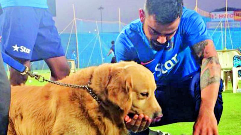 Indian skipper Virat Kohli pats a sniffer dog during the teams training session in Pune.	(Photo: BCCI)
