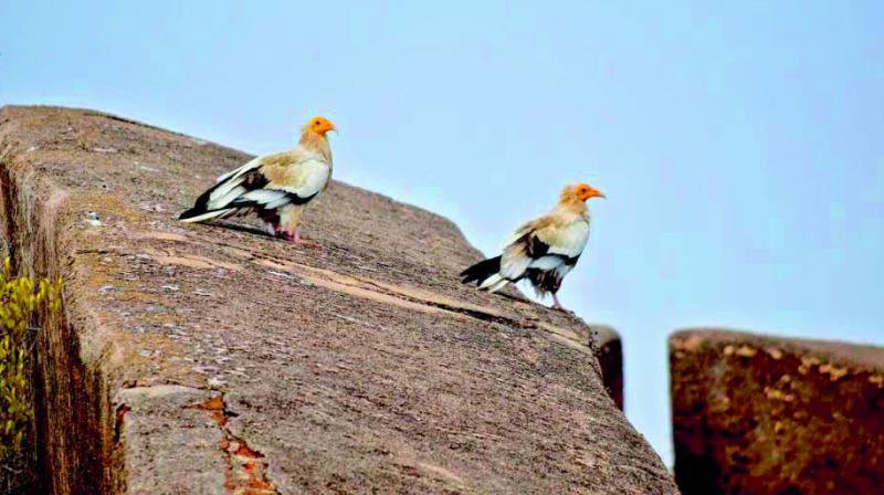 Egyptian vultures at Ratnagiri Fort