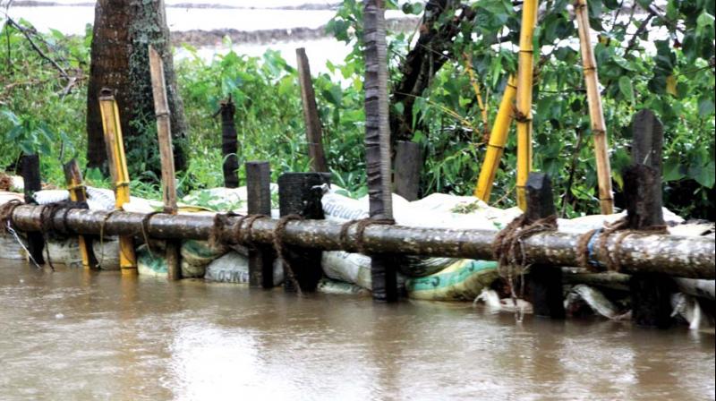 Farmers have set up bunds using sandbags and bamboo. A scene from Kanjiram in Kottayam (Photo: Rajeev Prasad)