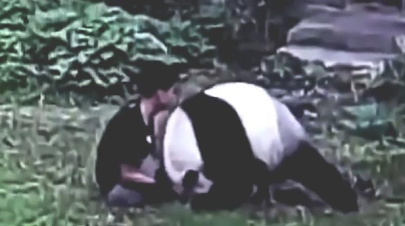 The 12-year-old panda woke up and grabbed the mans leg (Photo: YouTube)