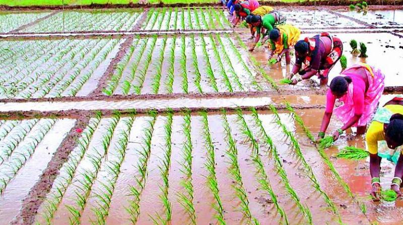 The practice of labour exchange is slowly picking up in some pockets due to the deepening of farm labour crisis. (Photo: Representational Image)