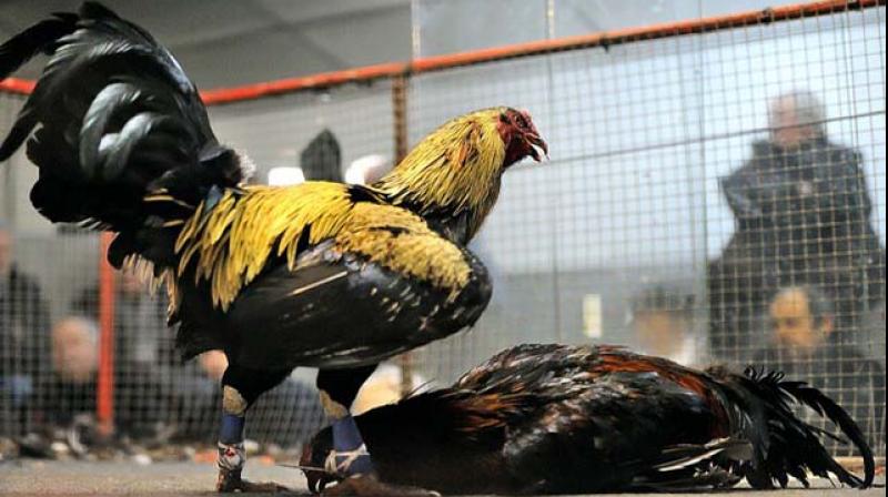 Andhra Pradeshs prized cocks raring to go for the Sankranti season fights are being reared in Telangana soil as it was considered suitable and healthy for them.