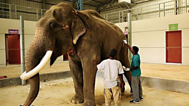70-year-old rescued elephant, Gajaraj, being treated by veterinarians