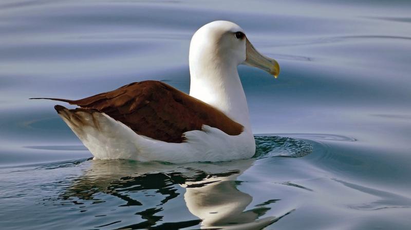 While albatosses mate for life, they do take a new partner if their mate dies. (Photo: Pixabay)