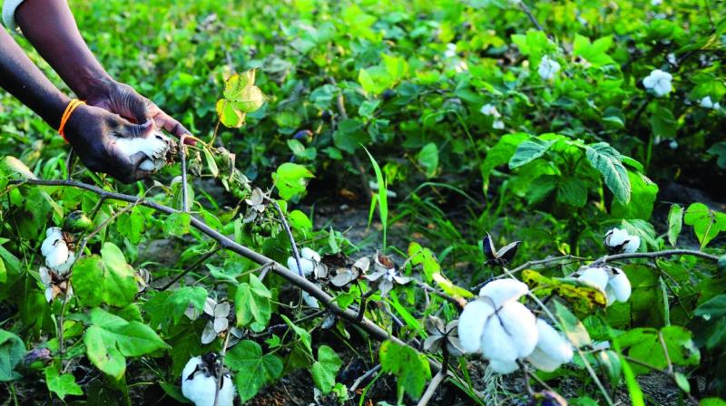 Narrating his experience, he says chilli cultivation (a six-month crop) costs about Rs 30,000 per acre and one gets five to eight quintals of yield.