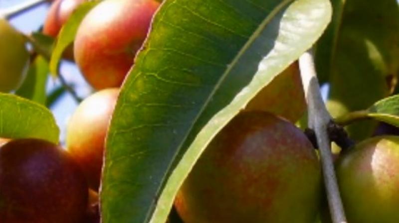 Camu camu improved glucose tolerance and insulin sensitivity (Photo: YouTube)