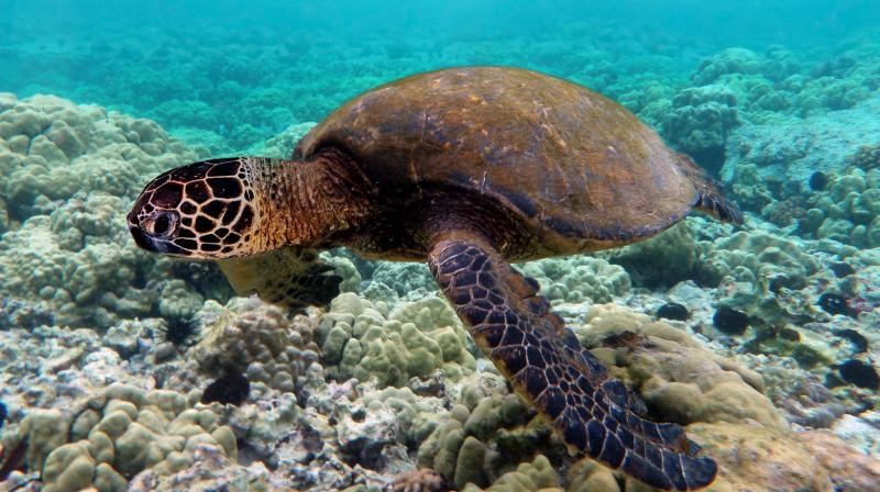 Green turtle swimming over coral reefs in Kona. Photo: Wikipedia
